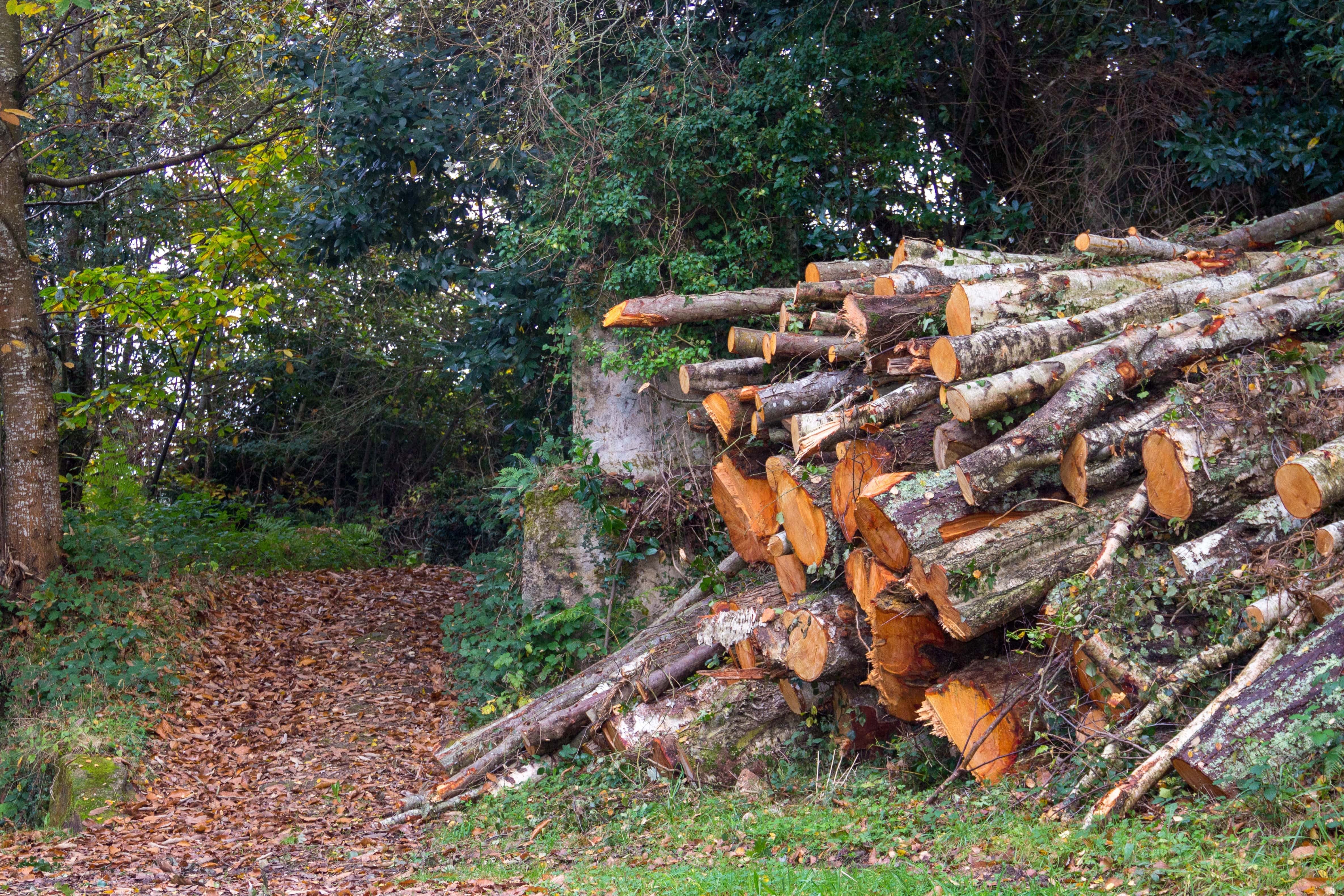 pile of logs