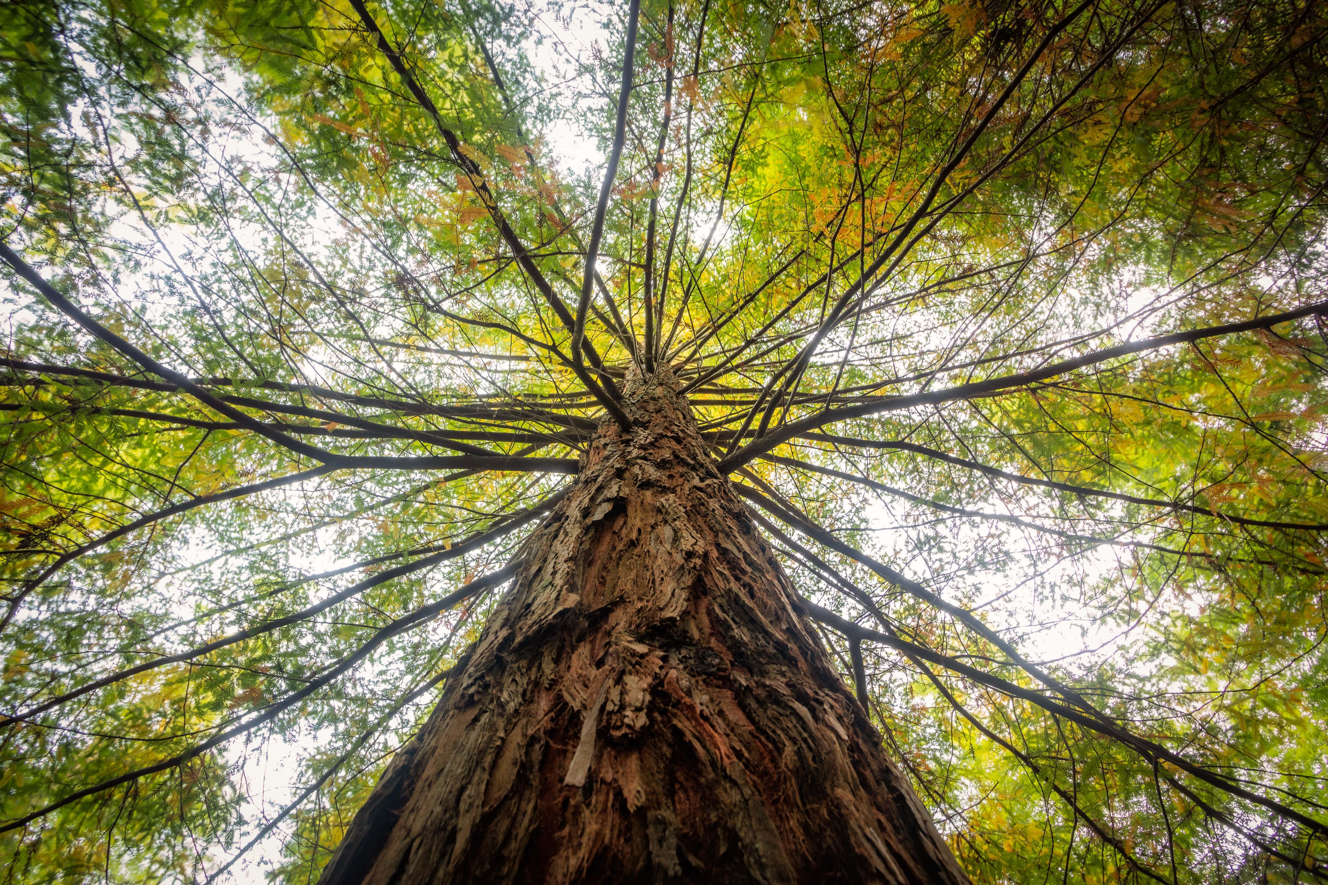 trees