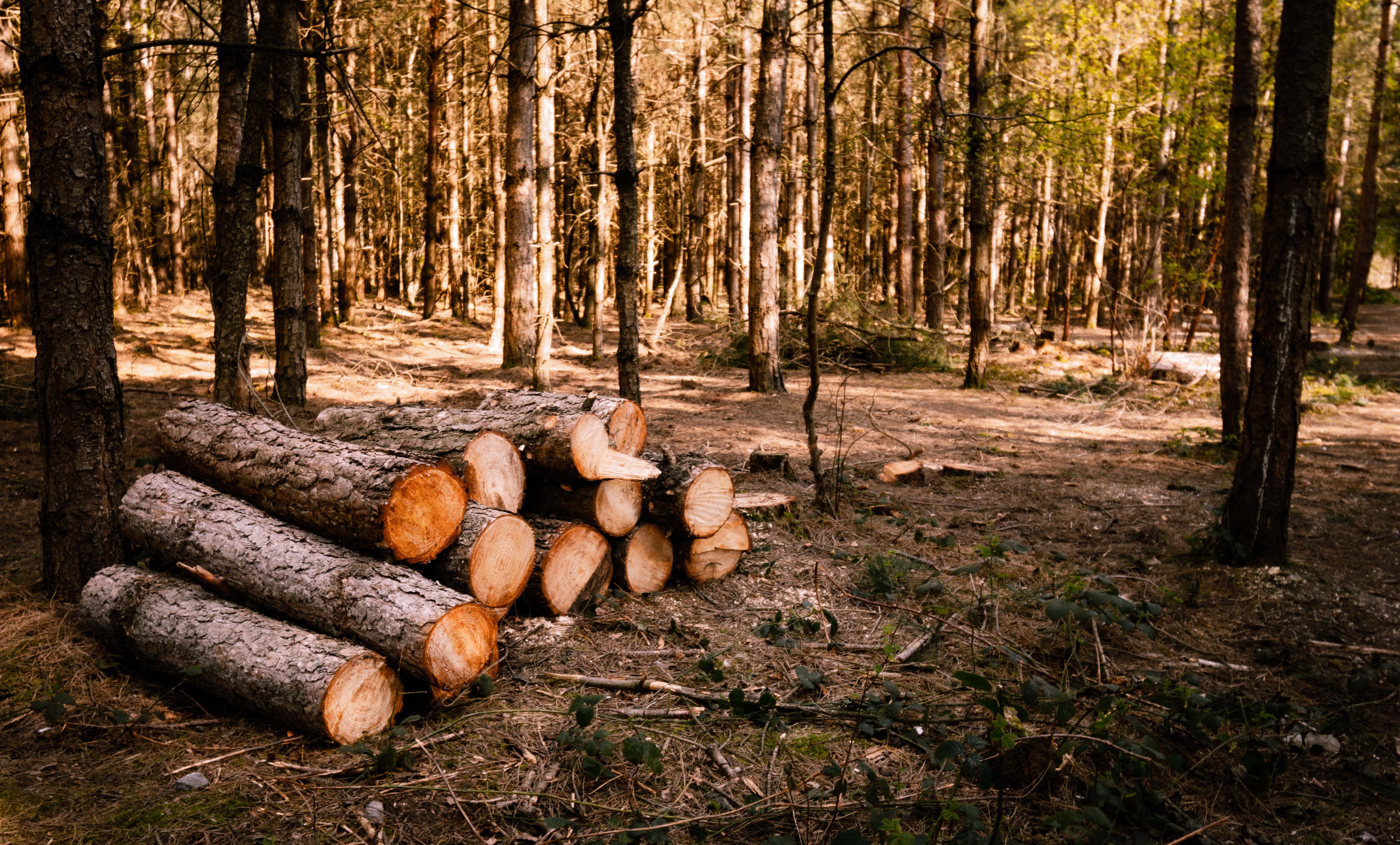 stump grinding